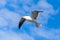 Great black-backed gull. White seagull flying