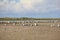 Great Black-backed Gulls on the beach.