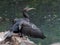Great black cormoran