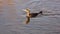 Great black cormorant diving for fish in danube delta