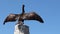 Great black cormorant drying his wings sitting on a wooden boat pole