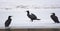 The great black cormorant Phalacrocorax carbo in winter landscape. Selective focus