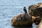 Great black cormorant sits on a huge stone