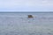 Great black cormorants sitting on the stone