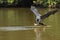 Great Black Hawk Approaching Fish in River