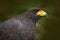 Great Black-Hawk, Buteogallus urubitinga, detail portrait of wild bird from Belize. Birdwatching of South America. Wildlife scene