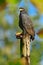 Great Black-Hawk, Buteogallus urubitinga, detail portrait of wild bird, Costa Rica. Birdwatching of South America. Wildlife scene