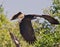Great black Hawk Buteogallus urubitinga in flight, in Pantanal, Brazil.