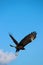 Great Black hawk soaring in bright blue sky with top copy space.