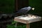 great black jackdaw eats