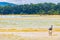 Great black water bird heron stork flying standing water Thailand