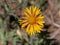 Great Blanketflower Gaillardia aristata