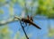 A great and blue dragonfly prepares to fly. the wonders of nature