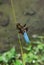 A great and blue dragonfly prepares to fly. the wonders of nature