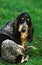 Great Blue Gascony Hound, Adult Dog Licking Paw