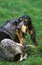 Great Blue Gascony Hound, Dog licking its Paw