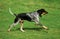 Great Blue Gascony Hound, Male Dog running on Grass