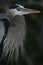 Great blue heron