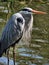 Great blue heron