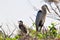 Great blue heron adult & chick shouting in nest