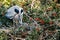 Great Blue Heron Adult Feeding Chick