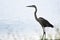 Great Blue Heron Against a Light Background