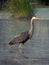 Great Blue Heron alert hunting in wetland marsh