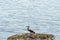 great blue heron alone on small island in bay or lake