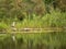 Great blue heron amongst vegitation