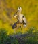 Great Blue Heron, Ardea herodias