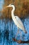 Great blue heron (Ardea herodias)