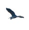 The great blue heron Ardea herodias