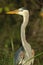 Great Blue Heron, (Ardea herodias)