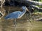 Great Blue Heron - Ardea herodias