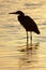 Great Blue Heron (Ardea Herodias)