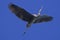 GREAT BLUE HERON ardea herodias, ADULT FLYING AGAINST BLUE SKY, FLORIDA