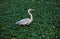 Great Blue Heron, ardea herodias, Adult standing in Swamp, Everglades Park in Florida