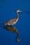 Great Blue Heron (Ardea herodias) alert