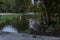 Great blue heron or Ardea herodias in Amsterdam vondelpark near the pond grey yellow eye