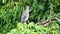 Great Blue Heron (ardea herodias) Bird in Costa Rica, Animals and Rainforest Wildlife, Perched Perch