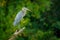 Great blue heron, Ardea herodias, bird in dark tropical forest, sitting near the rever. Heron in nature green vegetation. Wildlife