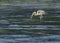 Great blue heron Ardea herodias catching a fish