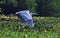 A great blue Heron Ardea herodias in flight, over Piquiri river, Pantanal, Brazil