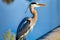 Great Blue Heron (Ardea herodias) in Florida. Generative AI