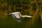 Great Blue Heron, Ardea herodias, in fly. Wildlife in Florida, USA. Water bird in flight. Flying heron in the green forest habitat