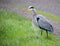 Great Blue Heron (Ardea Herodias) foraging in the grasslands.