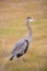 Great Blue Heron - Ardea Herodias foraging in the grasslands