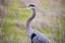 Great Blue Heron - Ardea Herodias headshot in the grasslands