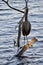 Great blue heron (Ardea herodias) perched on partially submerged branch in lake