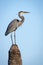 Great Blue Heron (Ardea herodias) Perched on Top of a Palm Tree